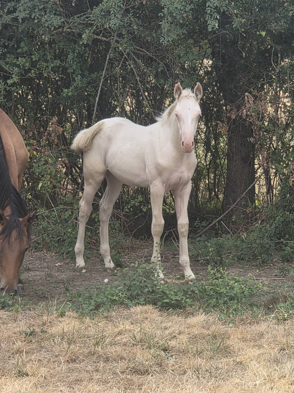 Potranca Quarter Horse En venta 2026 Crema por Dokky munk award