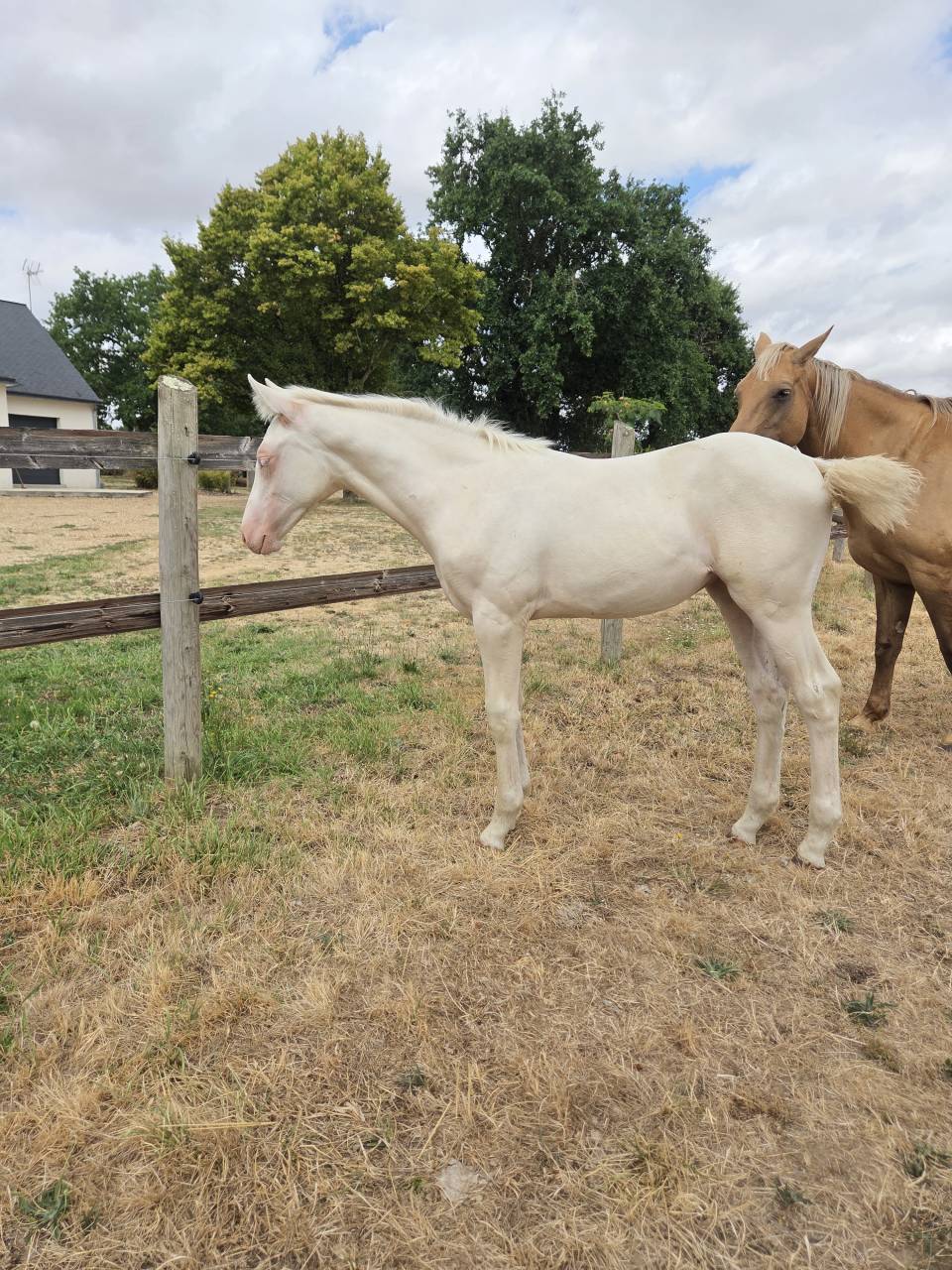 Potranca Quarter Horse En venta 2026 Crema por Dokky munk award