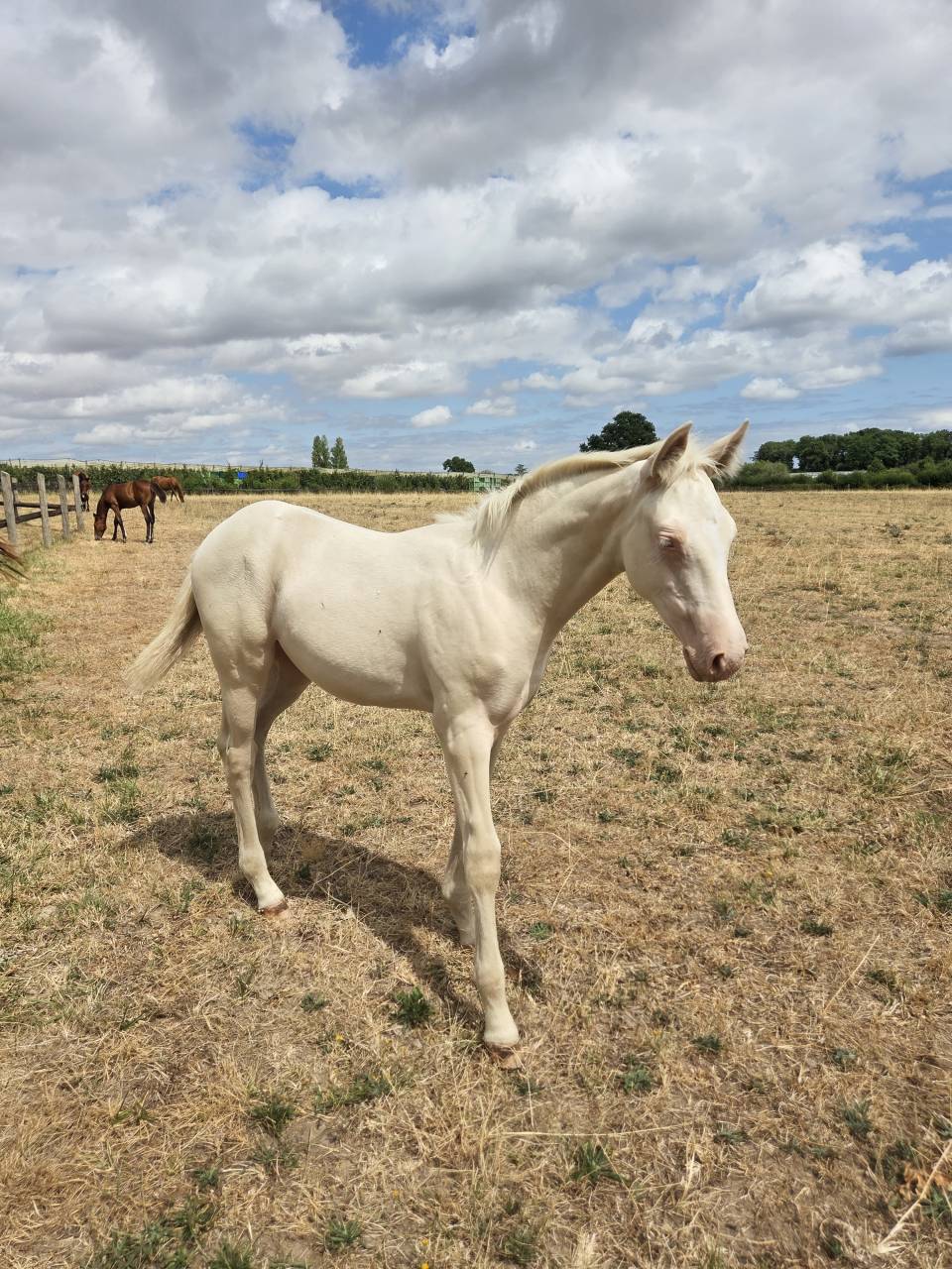 Potranca Quarter Horse En venta 2026 Crema por Dokky munk award