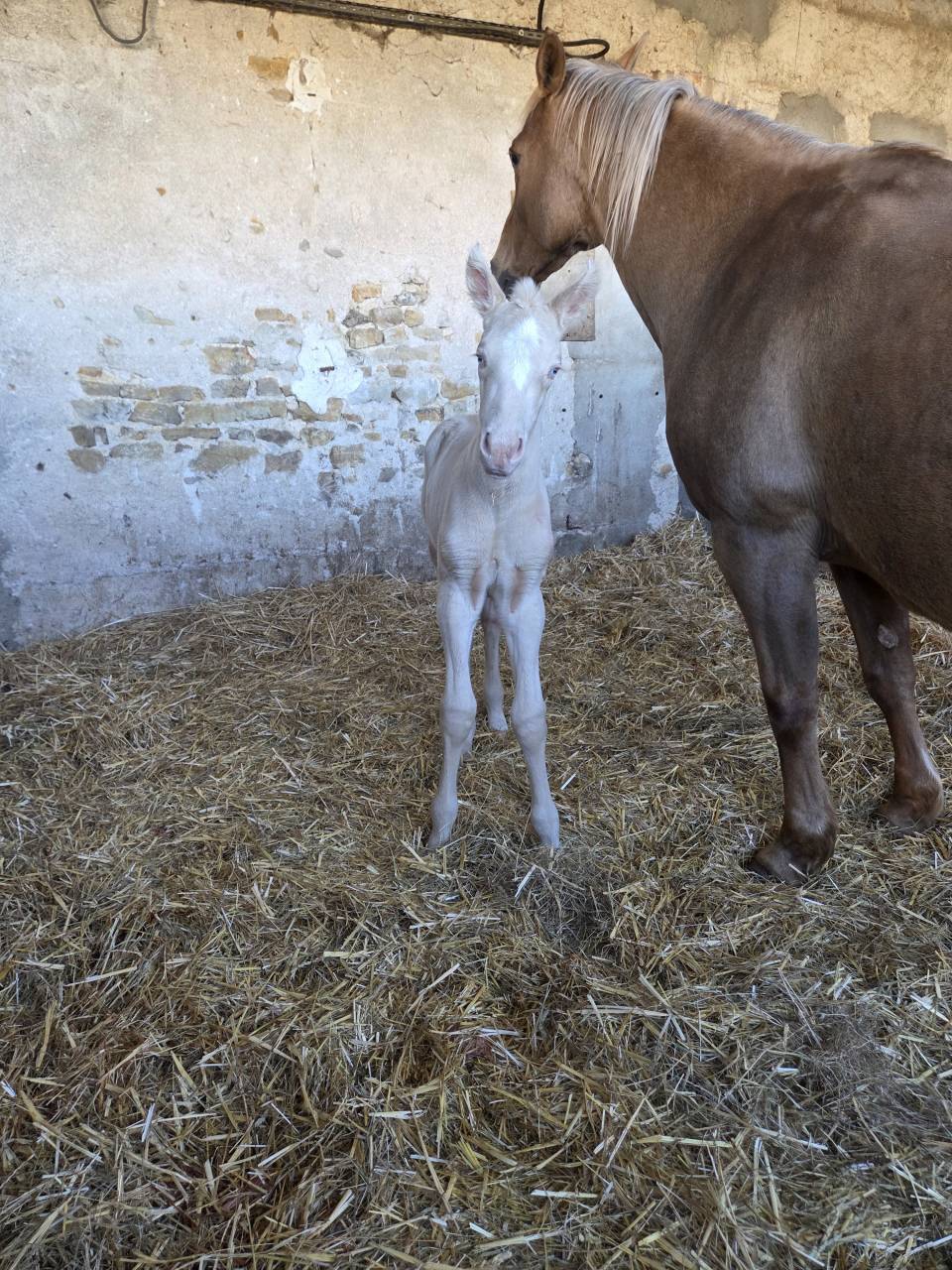 Potranca Quarter Horse En venta 2026 Crema por Dokky munk award