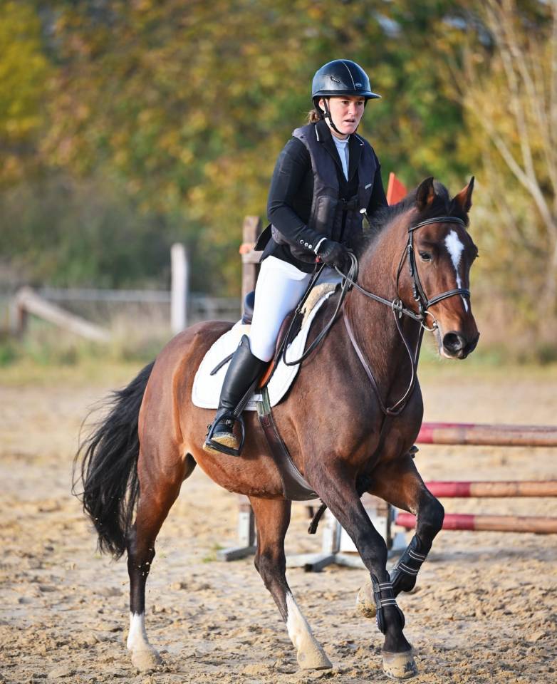 Caballo castrado PFS Poni Fran&ccedil;&eacute;s de Silla En venta 2015 Bayo por ACTIF D'ARGENT