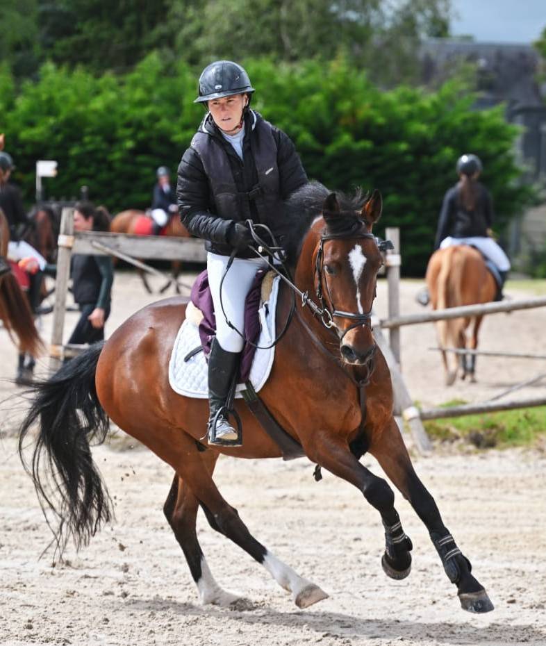 Caballo castrado PFS Poni Fran&ccedil;&eacute;s de Silla En venta 2015 Bayo por ACTIF D'ARGENT
