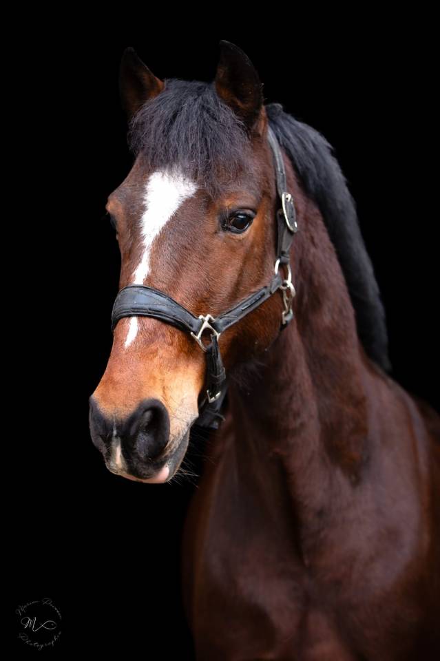 Caballo castrado PFS Poni Fran&ccedil;&eacute;s de Silla En venta 2015 Bayo por ACTIF D'ARGENT