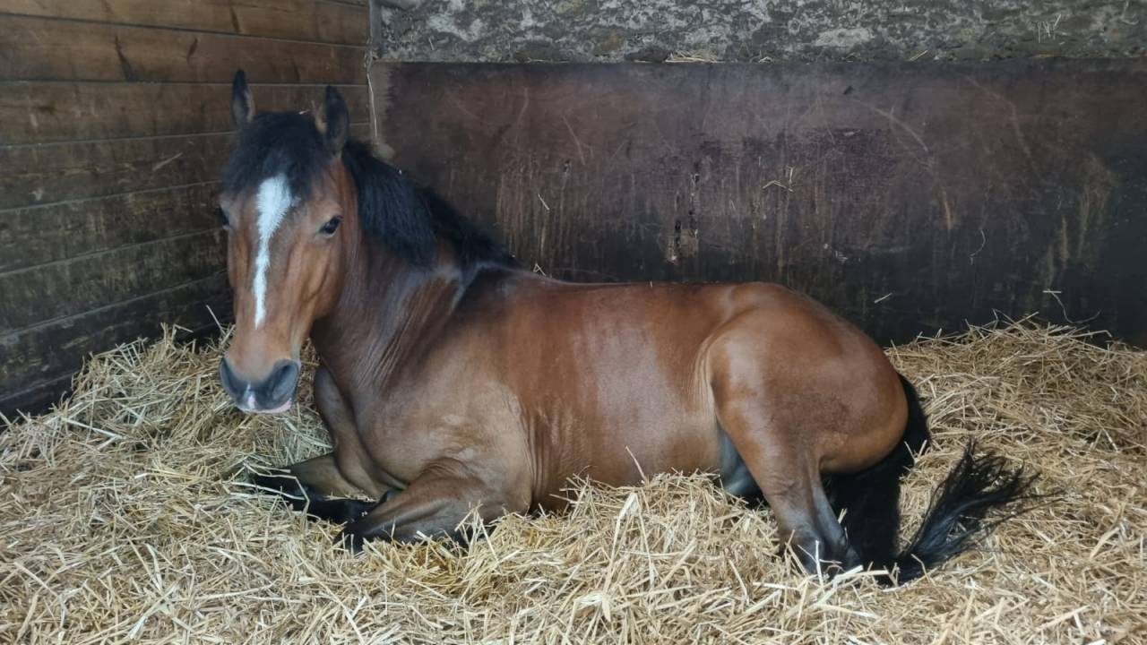 Caballo castrado PFS Poni Fran&ccedil;&eacute;s de Silla En venta 2015 Bayo por ACTIF D'ARGENT