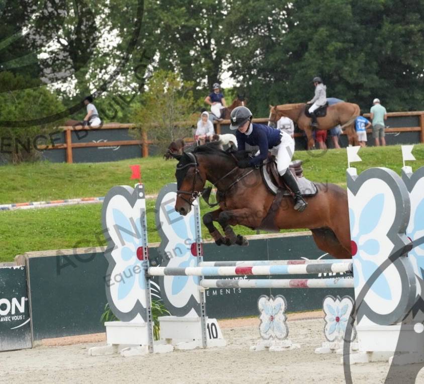 Caballo castrado KWPN Caballo de Deporte Neerland&eacute;s En venta 2018 Bayo moreno por Grand slam vdl