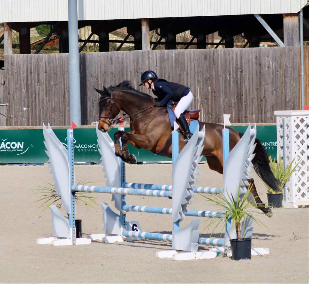 Caballo castrado KWPN Caballo de Deporte Neerland&eacute;s En venta 2018 Bayo moreno por Grand slam vdl