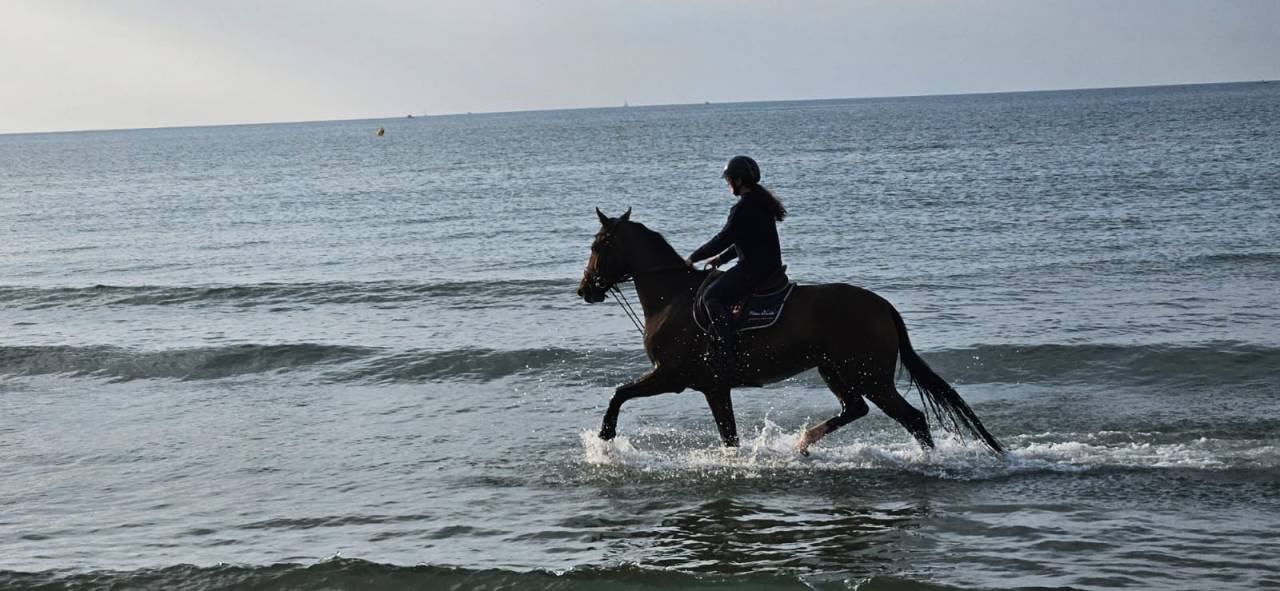 Caballo castrado KWPN Caballo de Deporte Neerland&eacute;s En venta 2018 Bayo moreno por Grand slam vdl