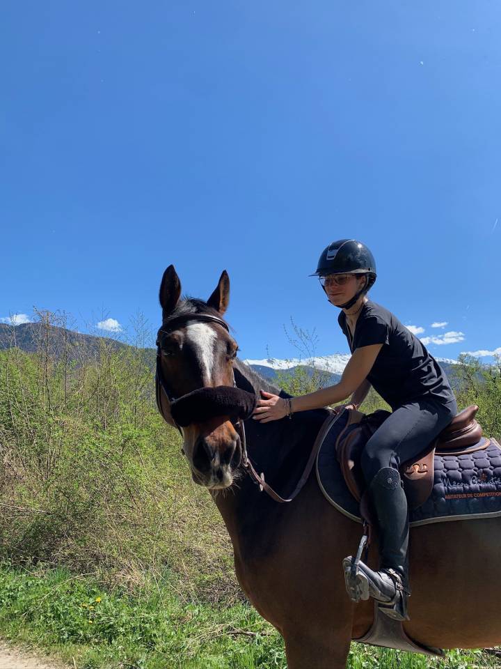 Caballo castrado KWPN Caballo de Deporte Neerland&eacute;s En venta 2018 Bayo moreno por Grand slam vdl