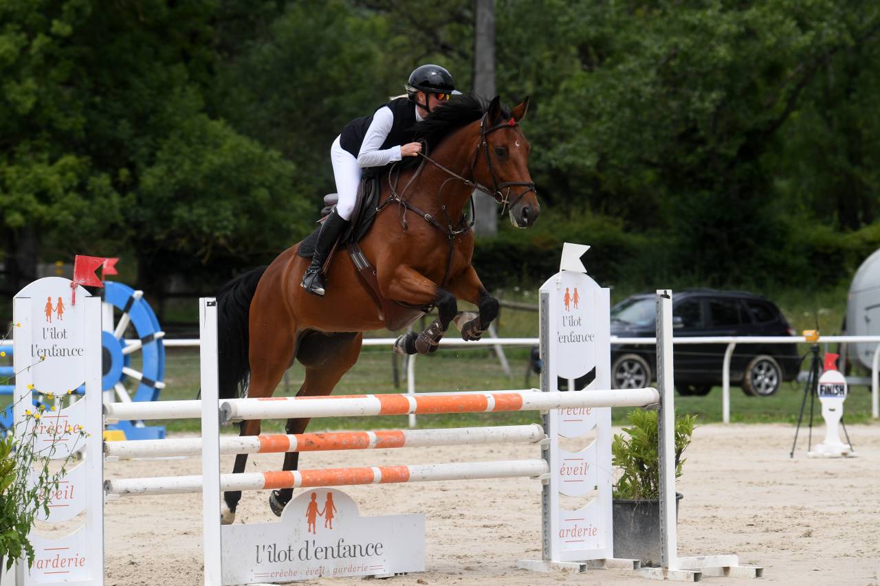 Caballo castrado Silla Franc&eacute;s En venta 2016 Bayo por Catchar Mail