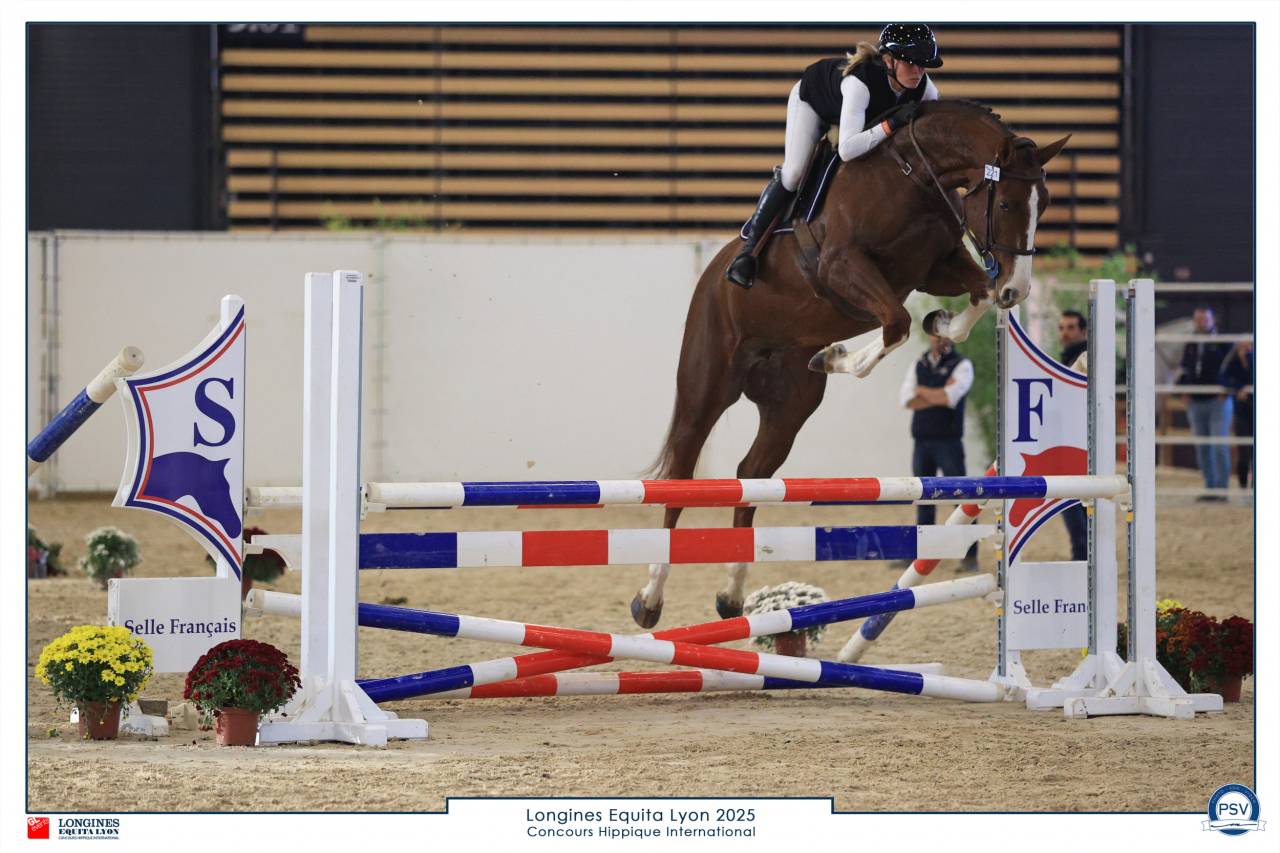 Yegua Silla Franc&eacute;s En venta 2022 Alaz&aacute;n por festival d'argouges