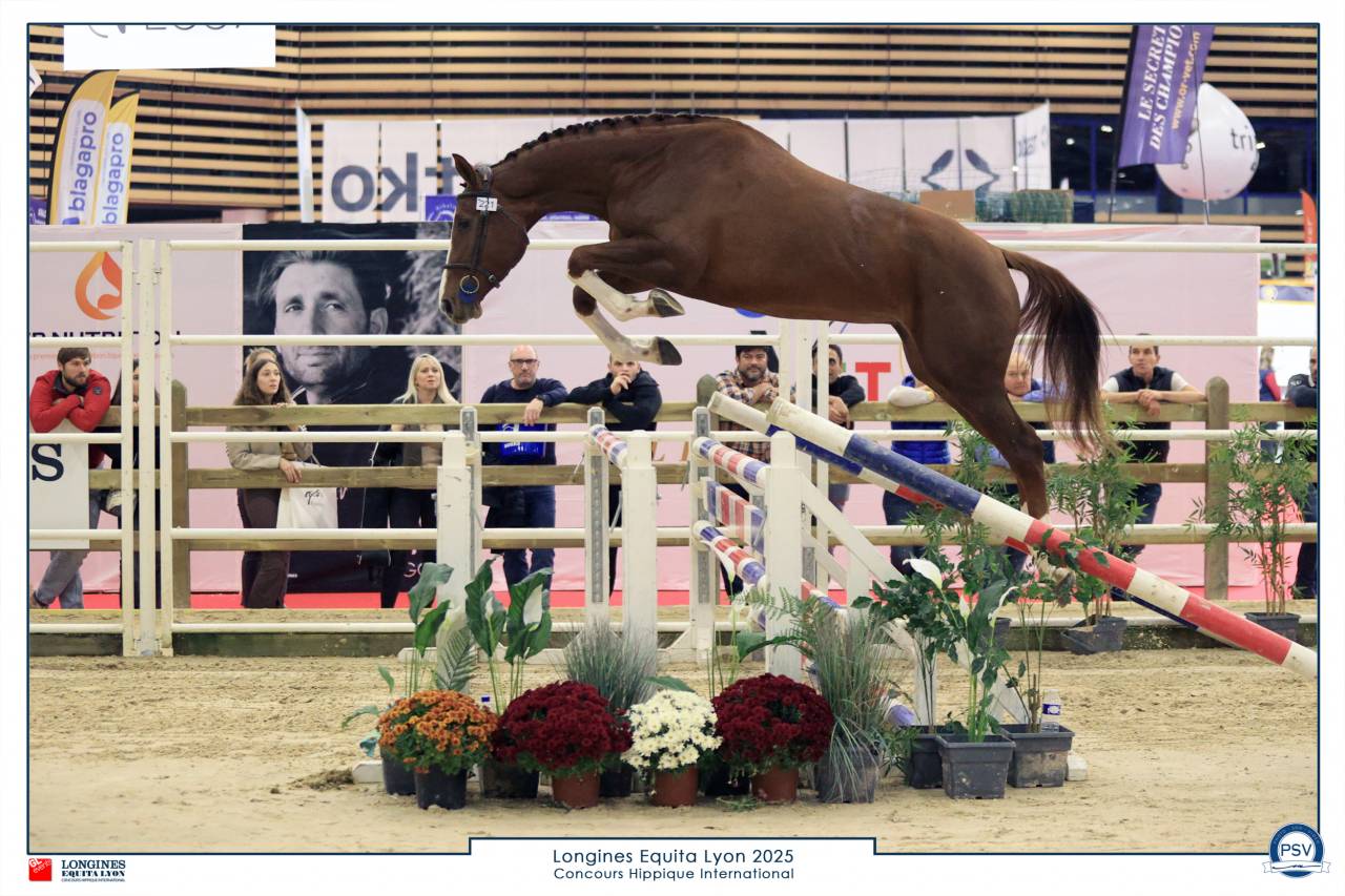 Yegua Silla Franc&eacute;s En venta 2022 Alaz&aacute;n por festival d'argouges