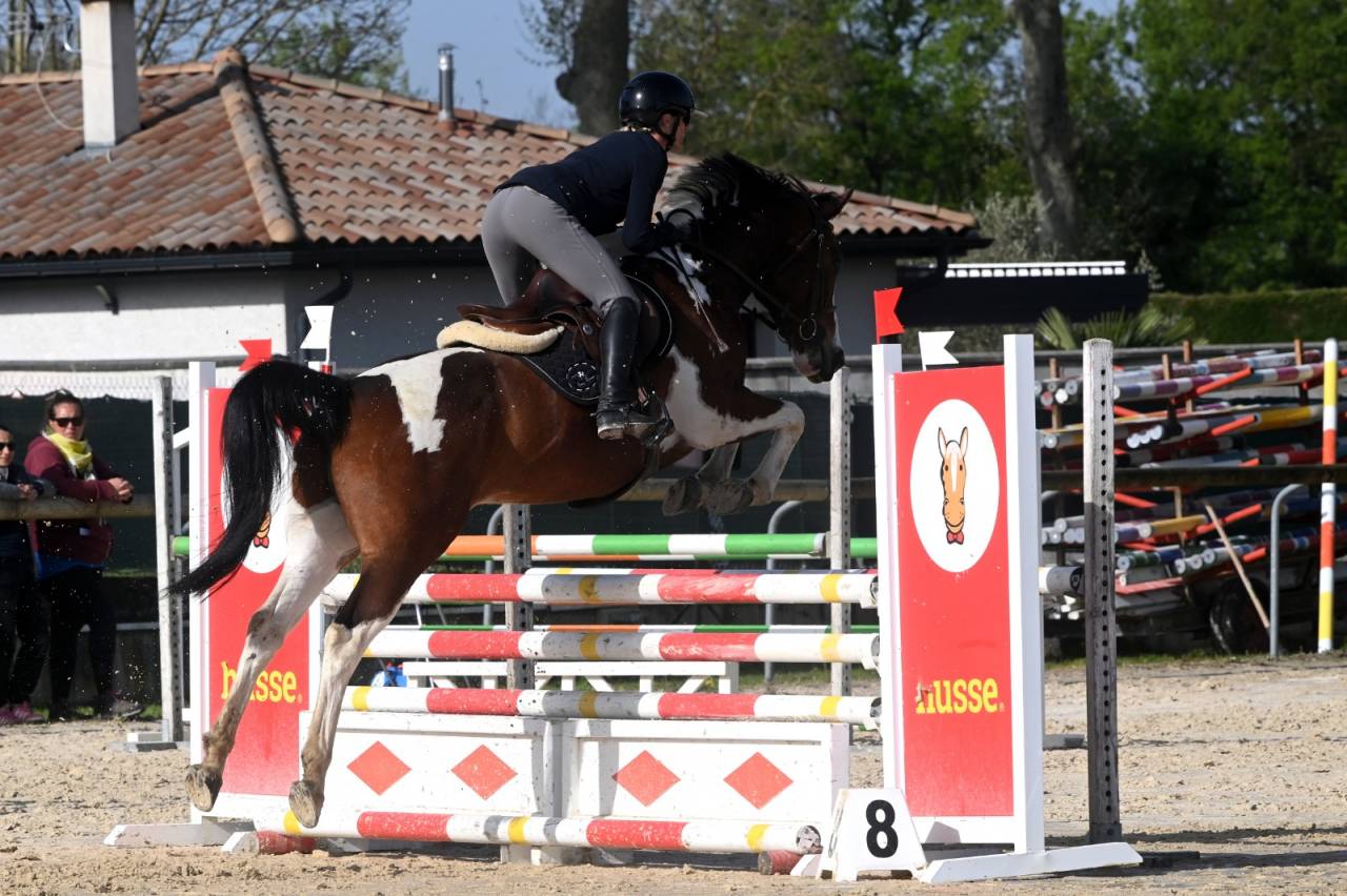 Caballo castrado Silla Franc&eacute;s En venta 2020 P&iacute;o por Fremch Touch's Dream