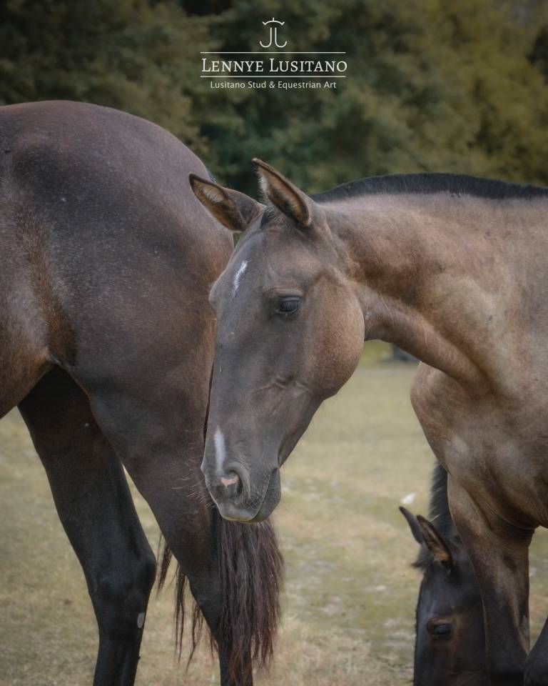 Potranca Lusitano En venta 2025 Grullo por Onyx des Ocres