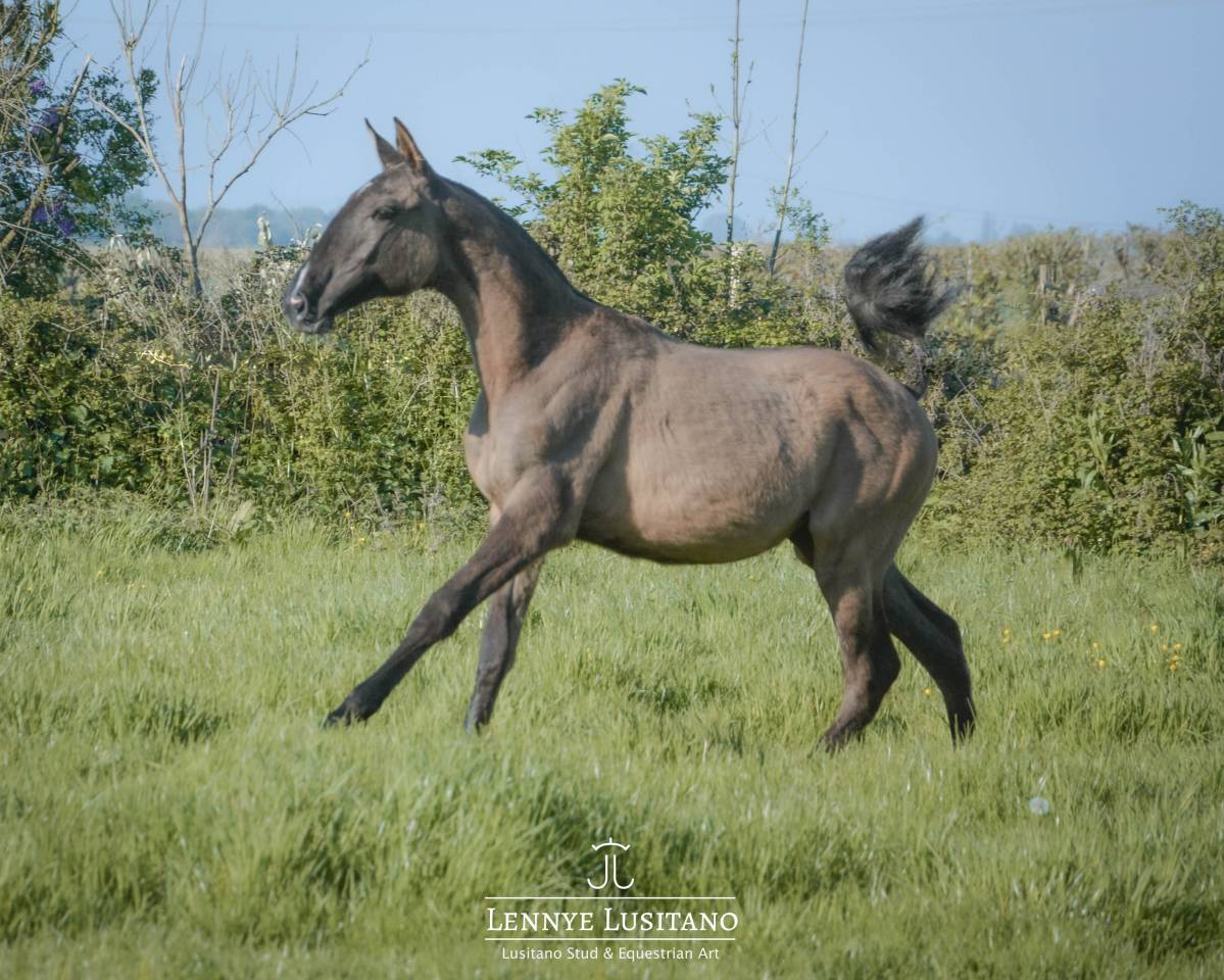 Potranca Lusitano En venta 2025 Grullo por Onyx des Ocres