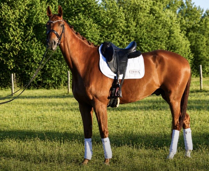Caballo castrado Hannoveriano En venta 2018 Alaz&aacute;n