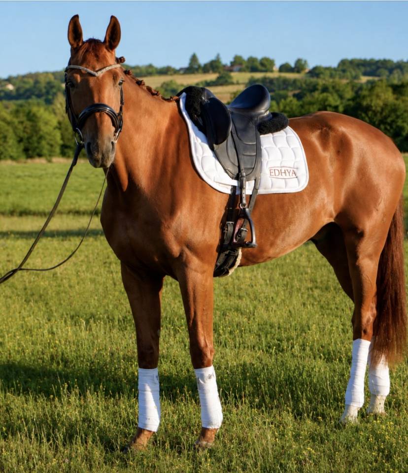 Caballo castrado Hannoveriano En venta 2018 Alaz&aacute;n