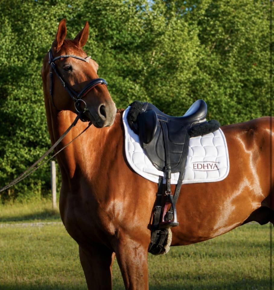 Caballo castrado Hannoveriano En venta 2018 Alaz&aacute;n