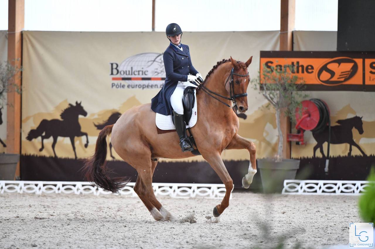 Caballo castrado KWPN Caballo de Deporte Neerland&eacute;s En venta 2011 Alaz&aacute;n