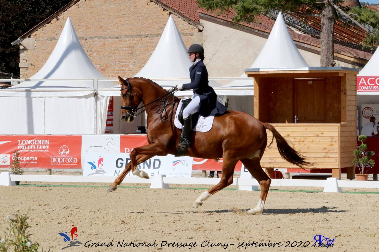 Caballo castrado KWPN Caballo de Deporte Neerland&eacute;s En venta 2011 Alaz&aacute;n