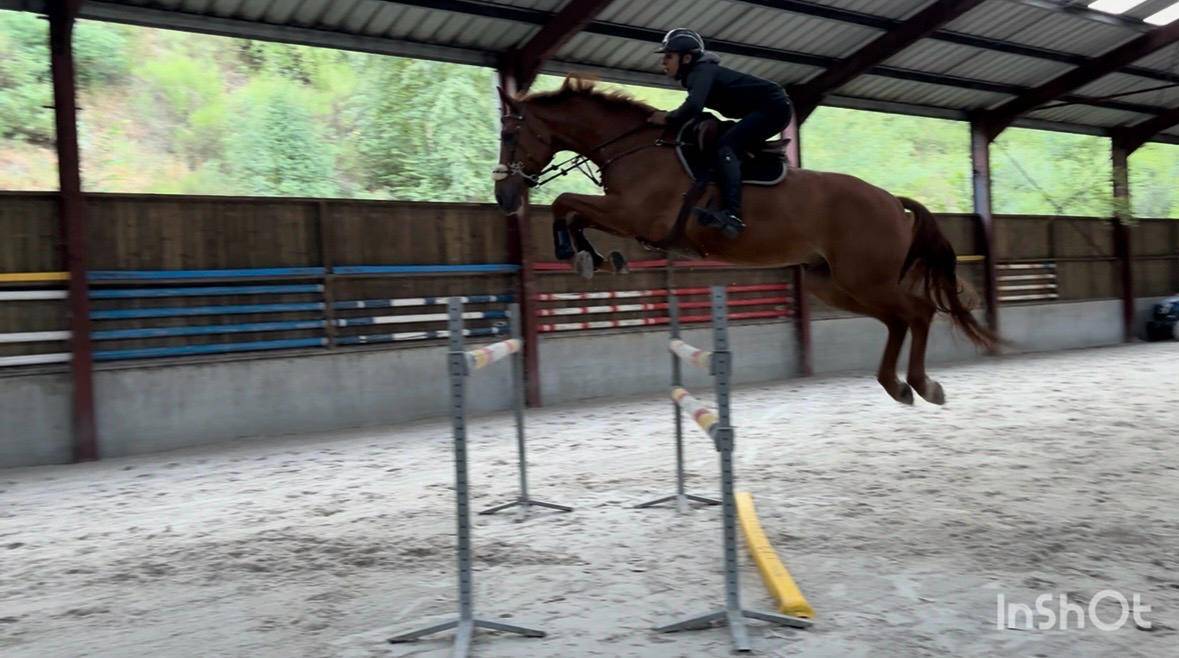 Caballo castrado sBs Caballo de Deporte Belga En venta 2019 Alaz&aacute;n por Joker ask