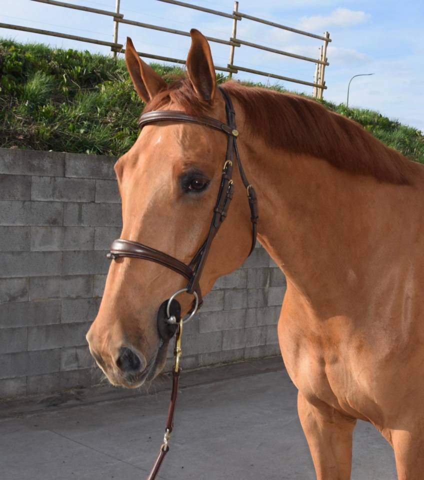 Caballo castrado sBs Caballo de Deporte Belga En venta 2019 Alaz&aacute;n por Joker ask