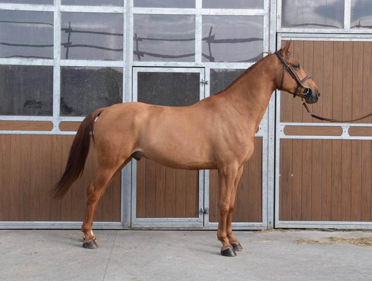 Caballo castrado sBs Caballo de Deporte Belga En venta 2019 Alaz&aacute;n por Joker ask