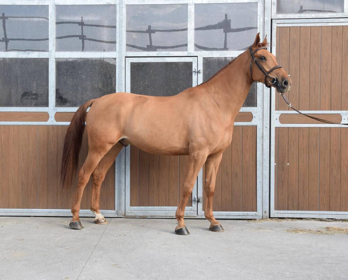 Caballo castrado sBs Caballo de Deporte Belga En venta 2019 Alaz&aacute;n por Joker ask