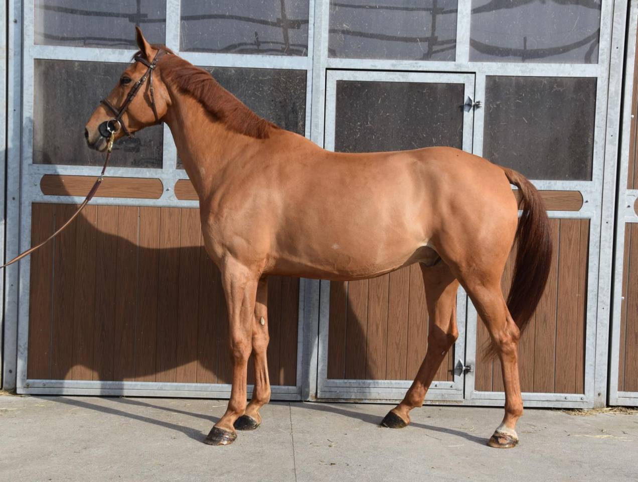 Caballo castrado sBs Caballo de Deporte Belga En venta 2019 Alaz&aacute;n por Joker ask