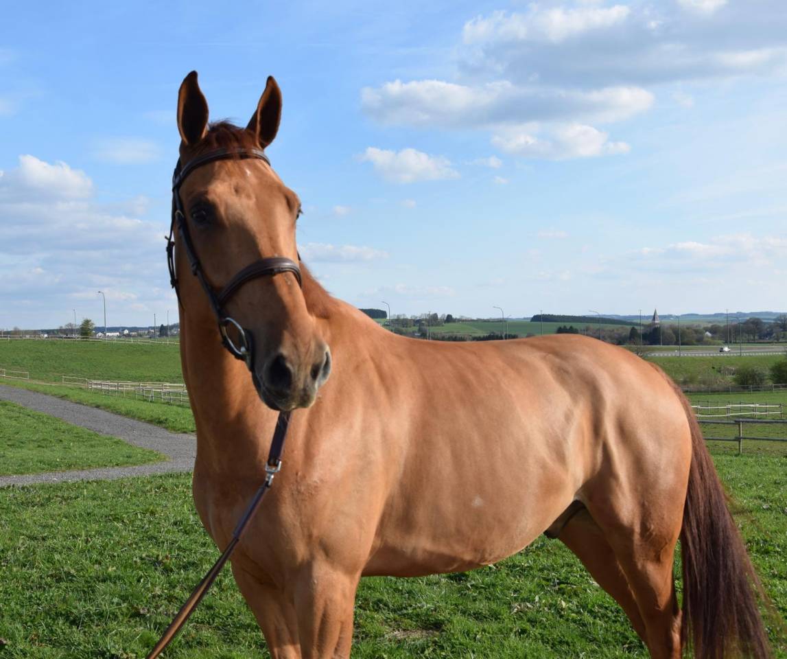 Caballo castrado sBs Caballo de Deporte Belga En venta 2019 Alaz&aacute;n por Joker ask