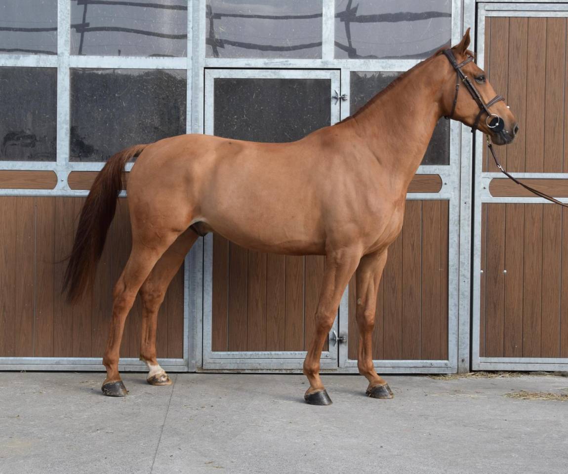 Caballo castrado sBs Caballo de Deporte Belga En venta 2019 Alaz&aacute;n por Joker ask