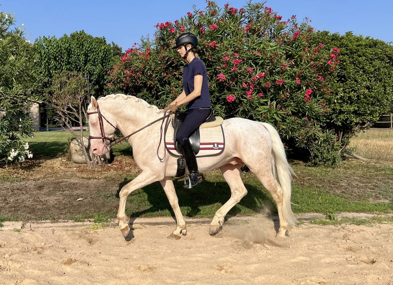 Semental cremello, noble y seguro