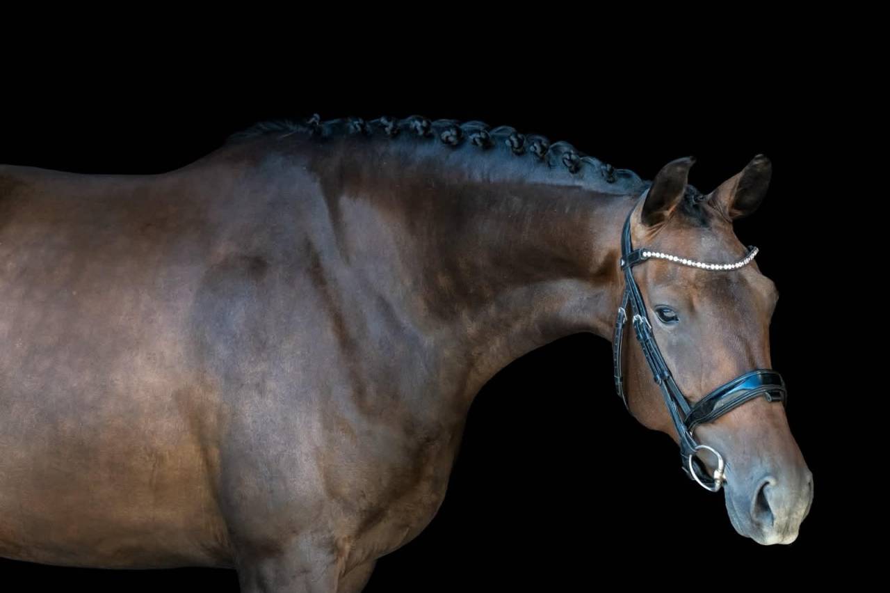 Yegua KWPN Caballo de Deporte Neerland&eacute;s En venta 2022 Bayo moreno