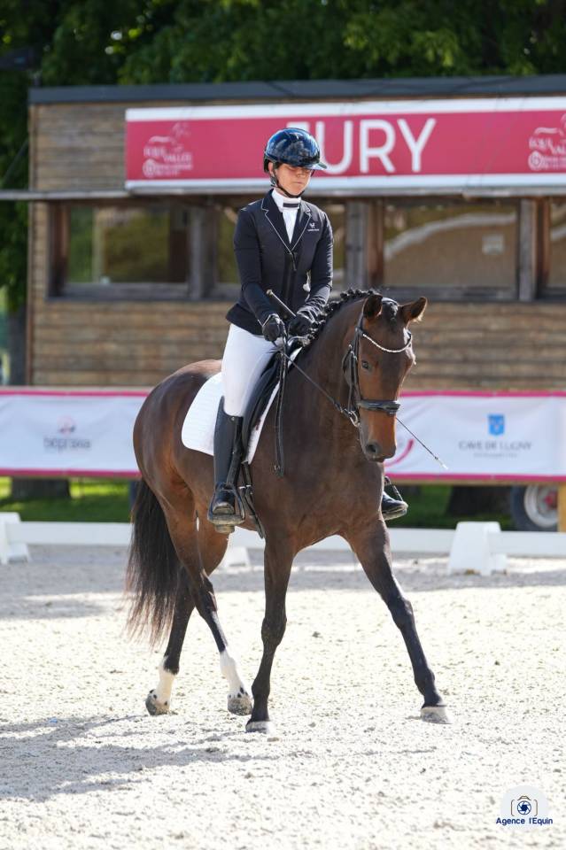 Yegua KWPN Caballo de Deporte Neerland&eacute;s En venta 2022 Bayo moreno