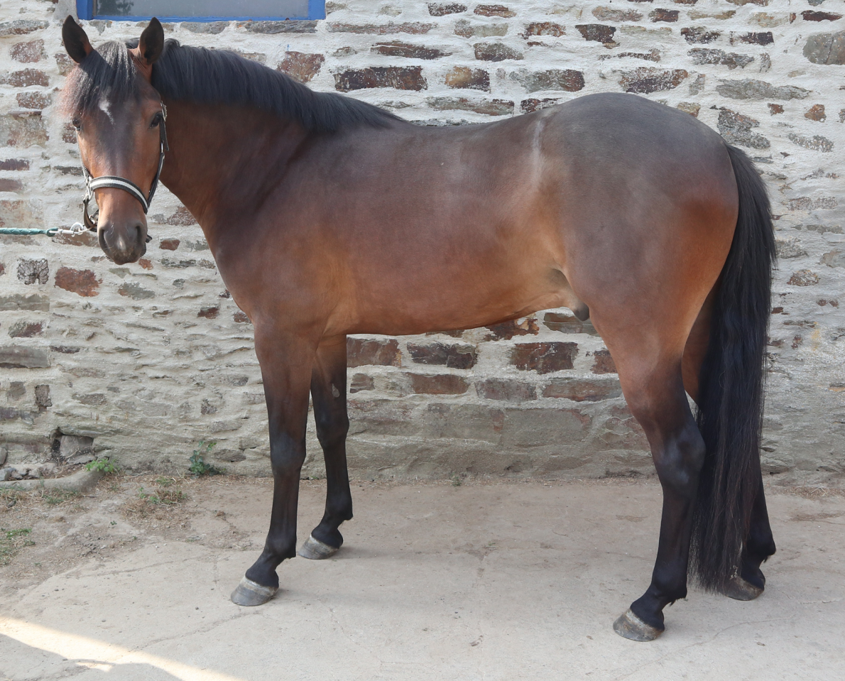 Caballo castrado PFS Poni Fran&ccedil;&eacute;s de Silla En venta 2023 Bayo moreno por O Ma Dou&eacute; Kersidal