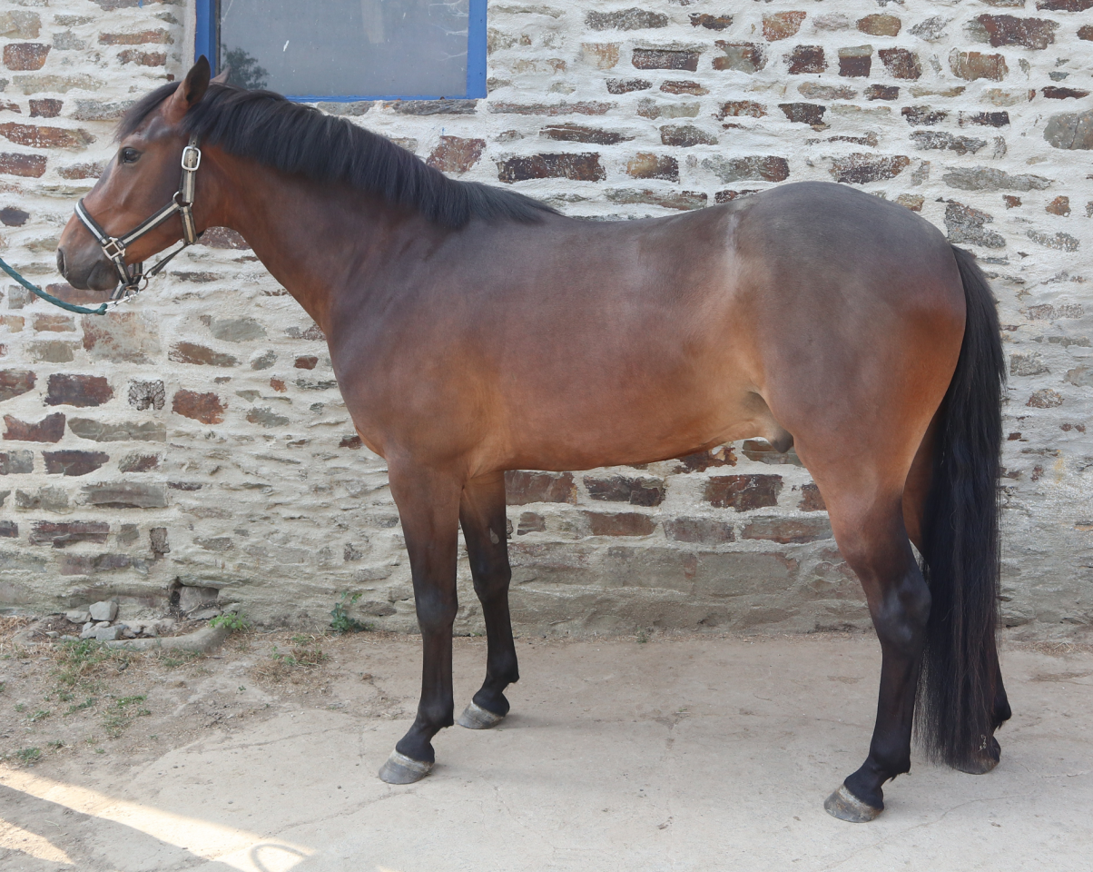 Caballo castrado PFS Poni Fran&ccedil;&eacute;s de Silla En venta 2023 Bayo moreno por O Ma Dou&eacute; Kersidal