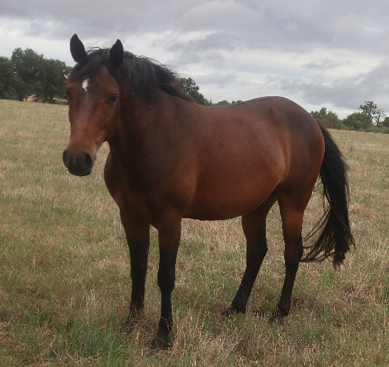 Caballo castrado PFS Poni Fran&ccedil;&eacute;s de Silla En venta 2023 Bayo moreno por O Ma Dou&eacute; Kersidal