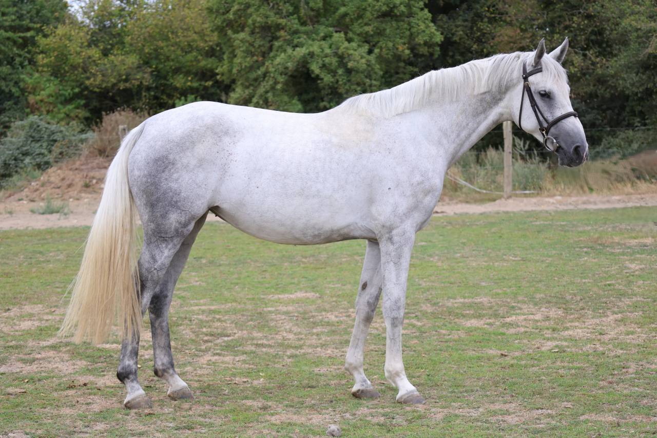 Yegua Silla Franc&eacute;s En venta 2022 Tordo por Prinz Clintus