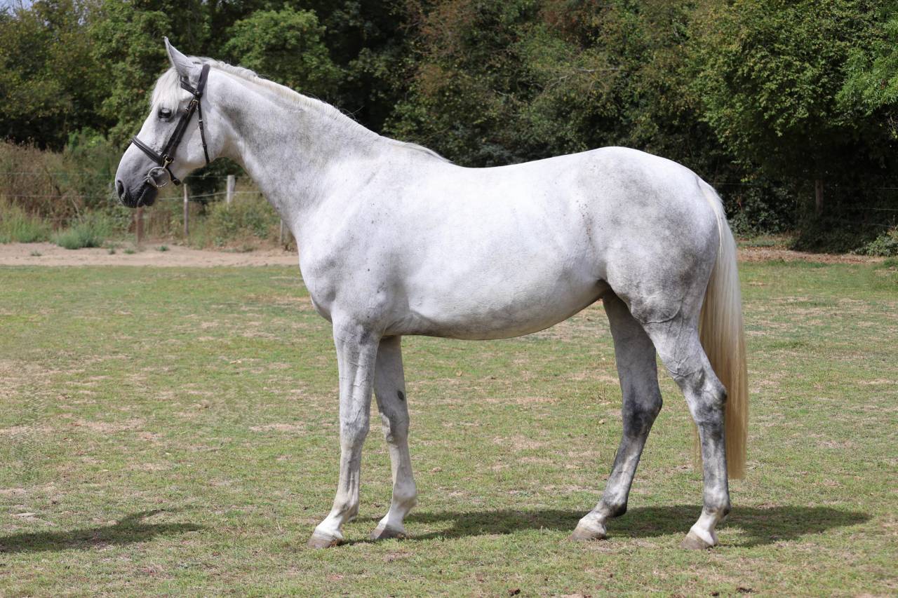 Yegua Silla Franc&eacute;s En venta 2022 Tordo por Prinz Clintus