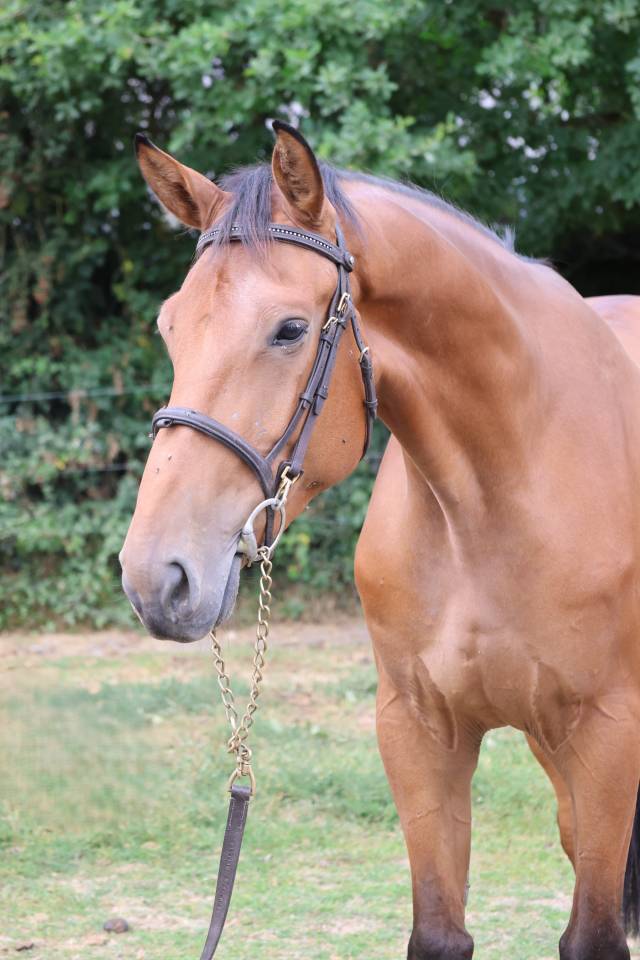 Caballo castrado Silla Franc&eacute;s En venta 2022 Bayo por deuxcatsix d'eglefin