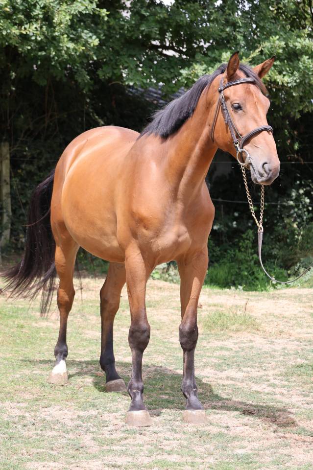 Caballo castrado Silla Franc&eacute;s En venta 2022 Bayo por deuxcatsix d'eglefin