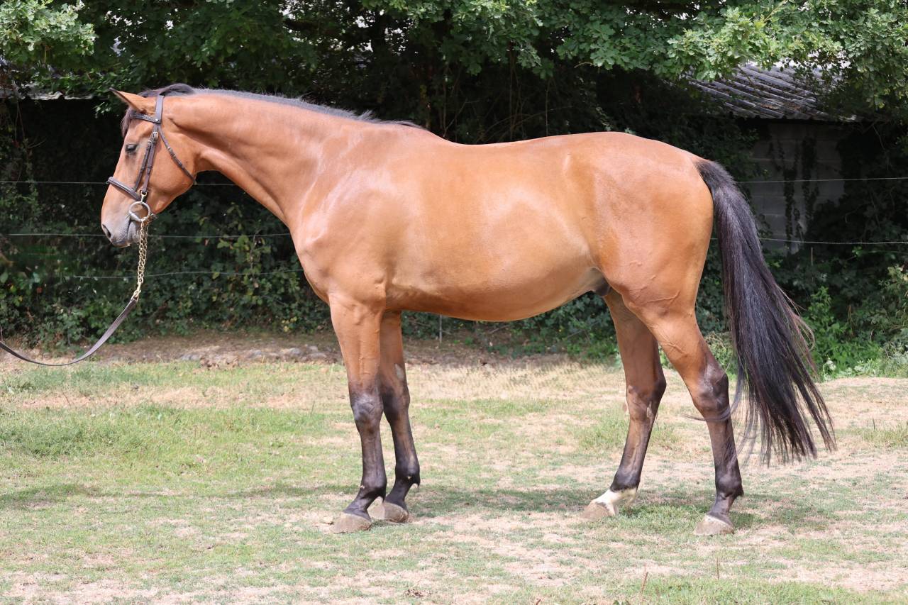 Caballo castrado Silla Franc&eacute;s En venta 2022 Bayo por deuxcatsix d'eglefin