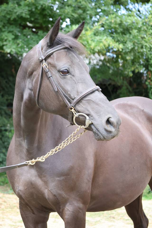 Yegua Silla Franc&eacute;s En venta 2016 Negro por LUCCIANNO