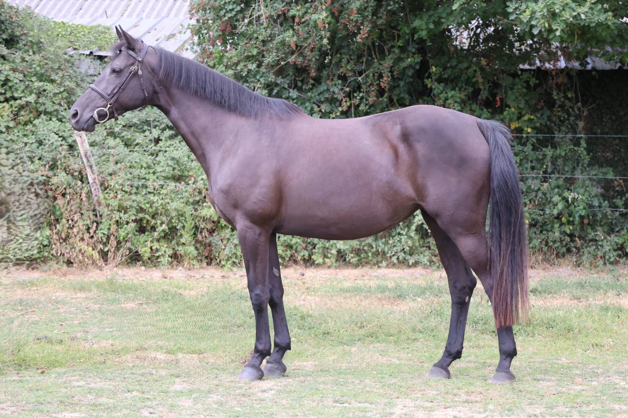 Yegua Silla Franc&eacute;s En venta 2016 Negro por LUCCIANNO