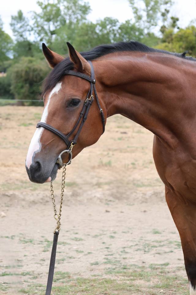 Yegua Silla Franc&eacute;s En venta 2021 Bayo por Prinz Clintus