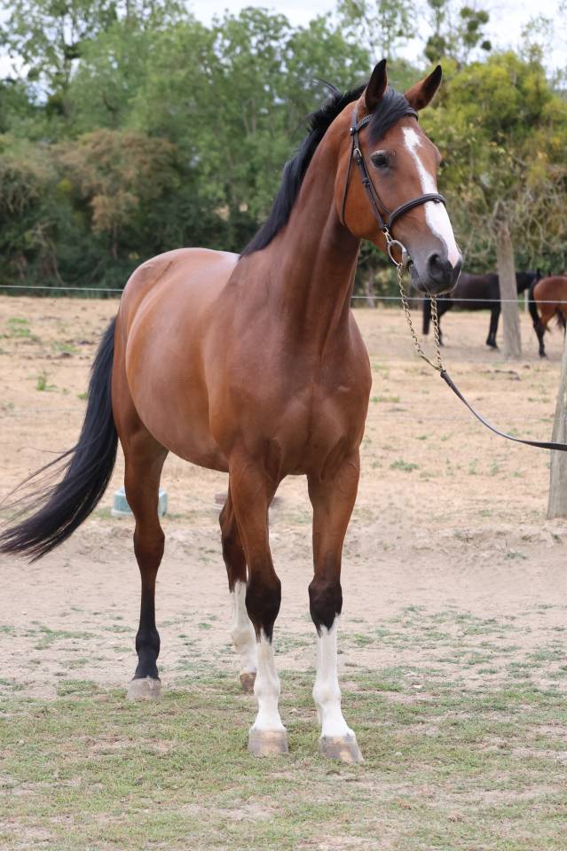 Yegua Silla Franc&eacute;s En venta 2021 Bayo por Prinz Clintus