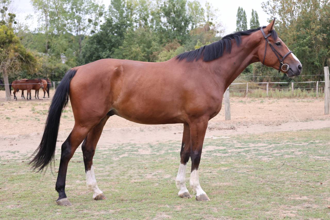 Yegua Silla Franc&eacute;s En venta 2021 Bayo por Prinz Clintus