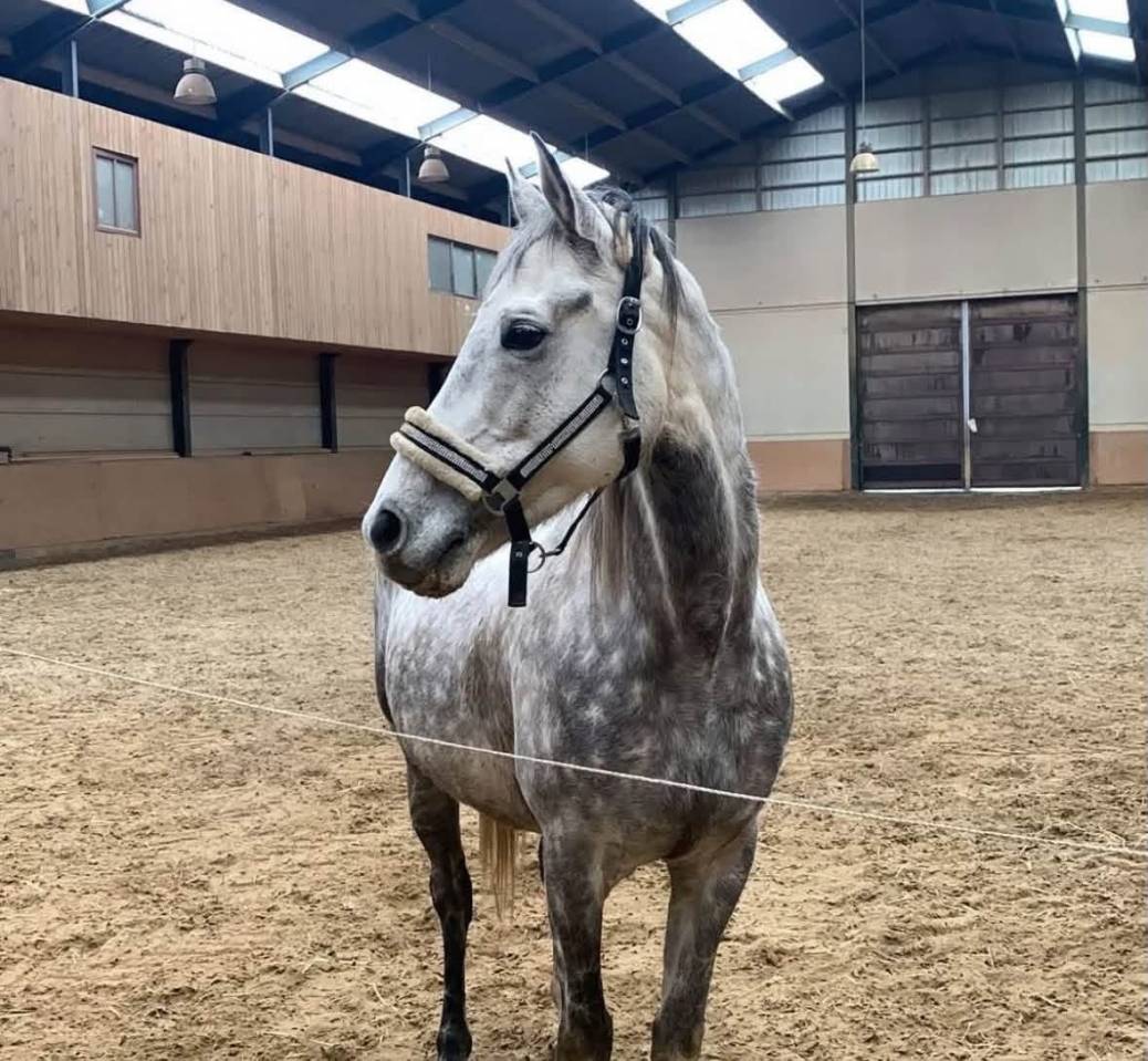 Yegua Anglo-Arabe En venta 2015 Tordo por TUNES OF GLORY (GB)