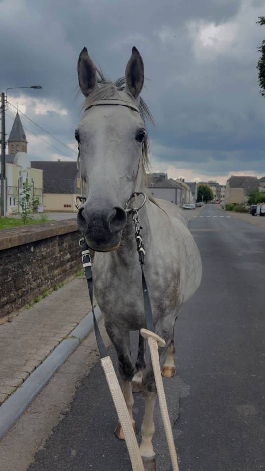 Yegua Anglo-Arabe En venta 2015 Tordo por TUNES OF GLORY (GB)