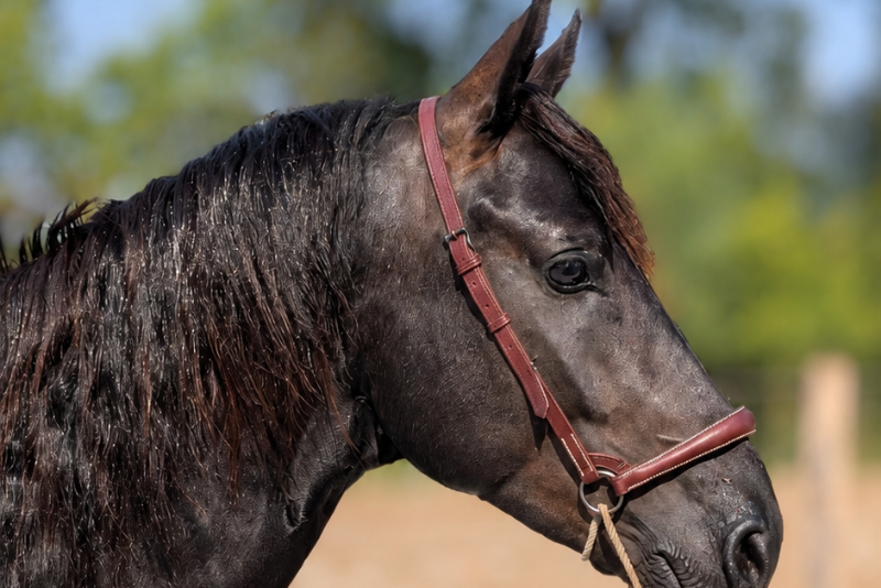 Potro M&eacute;rens En venta 2023 Negro por ORNOIR DU SOULEILLA
