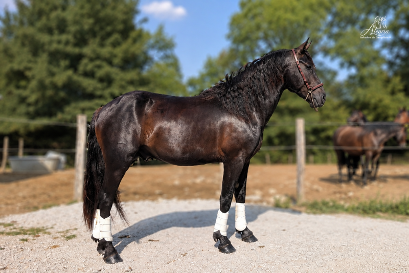 Potro M&eacute;rens En venta 2023 Negro por ORNOIR DU SOULEILLA